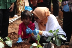  Ketua DWP DKI Jakarta, Ibu Lisniawati Uus Kuswanto, mengajari anak - anak menanam cabai dan kembang kol bersama.